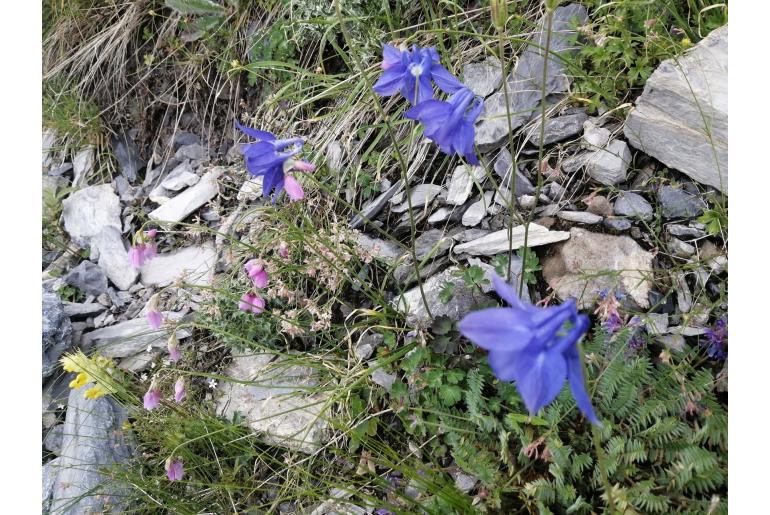 Aquilegia bertolonii -7005