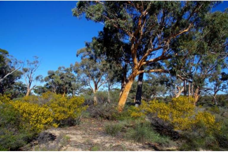 Acacia verricula -7034