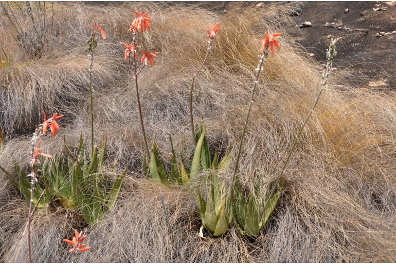 Aloe deltoideodonta -7056