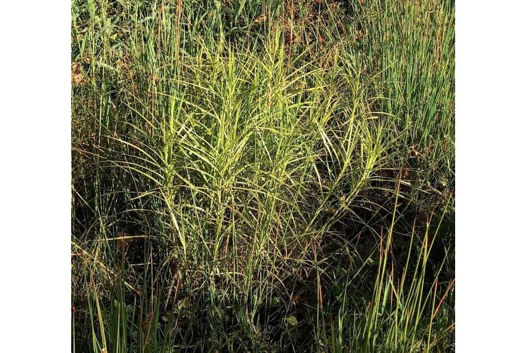 Carex muskingumensis -7059