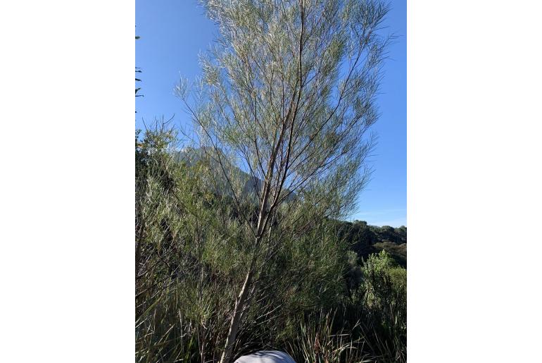 Acacia viscidula -7062