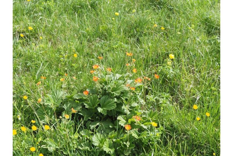 Geum coccineum -7063