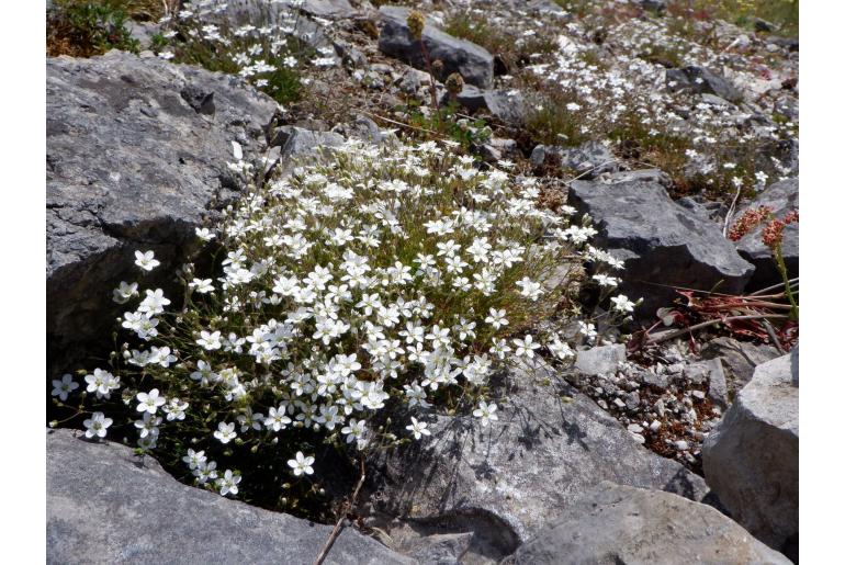 Sabulina verna -7074