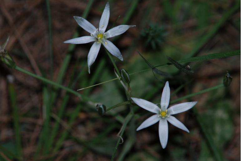 Ornithogalum armeniacum -7076