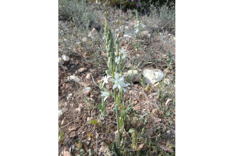 Ornithogalum narbonense -7077