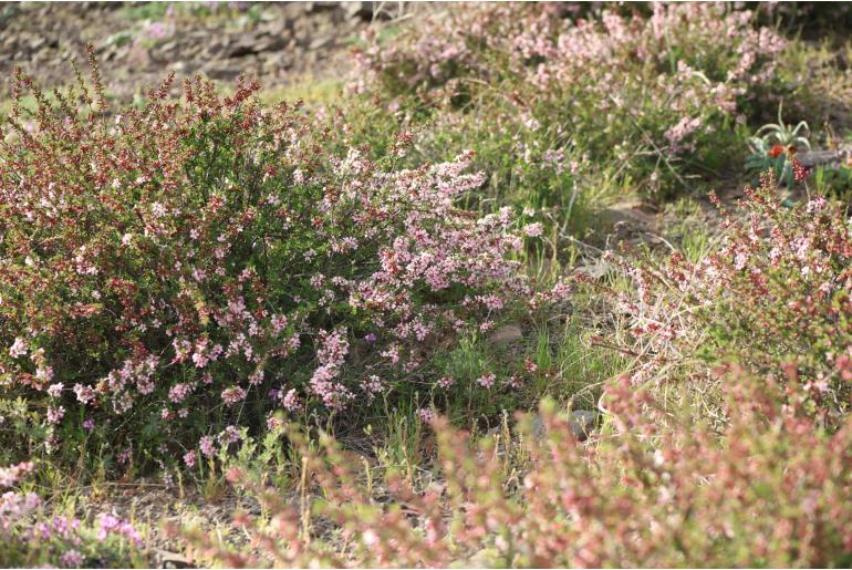 Prunus prostrata -7090