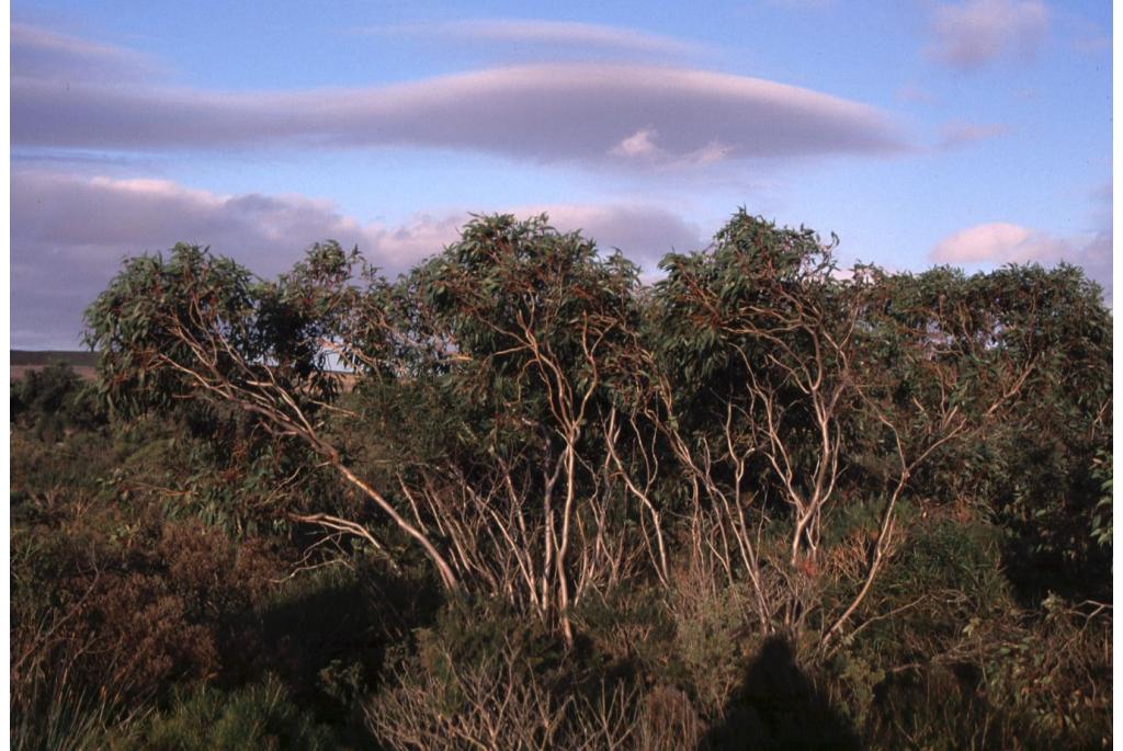 Acacia-bladerige Eucalyptus