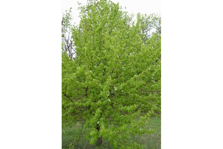 Pyrus communis -7093