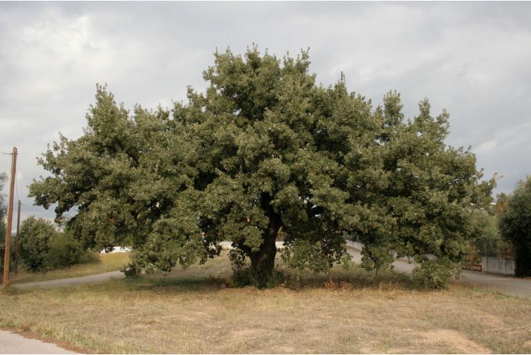 Quercus ithaburensis ssp macrolepis -7096