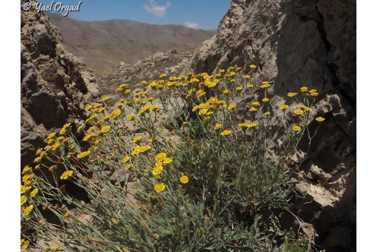 Tanacetum densum ssp amani -7108