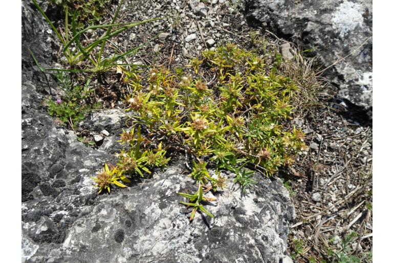 Teucrium montanum -7109