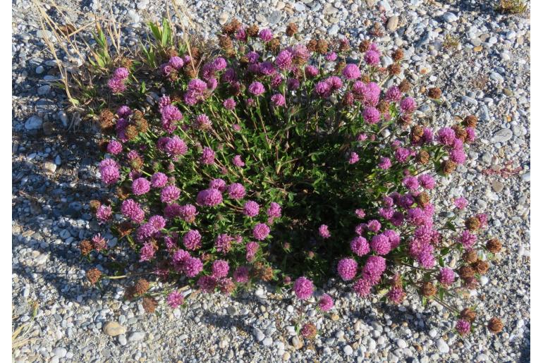 Trifolium pratense -7110