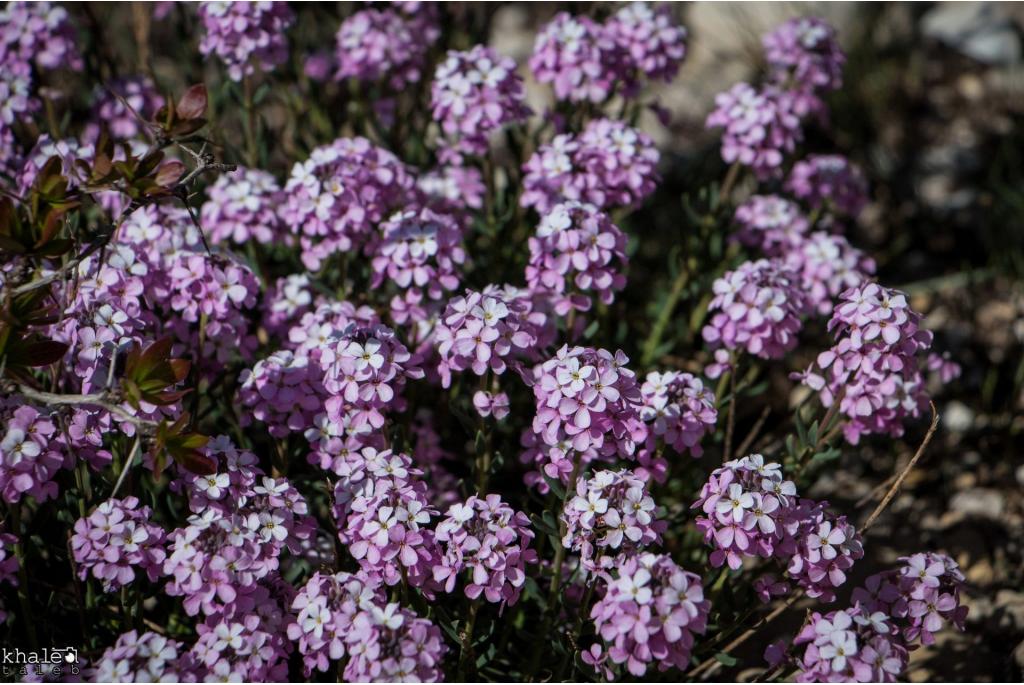 Libanese steenkers