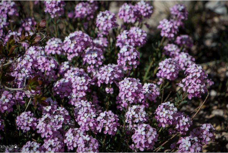 Aethionema coridifolium -7116