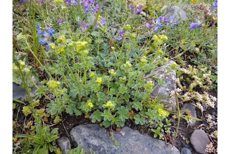 Alchemilla sericata -7119