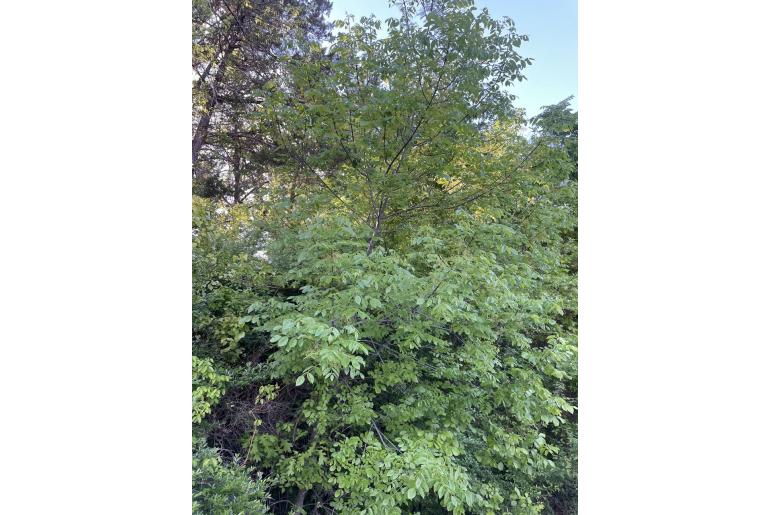 Fraxinus albicans -7125