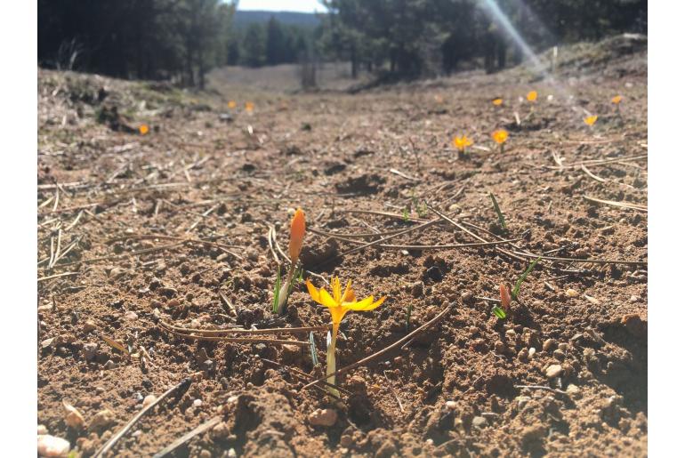 Crocus ancyrensis -7135