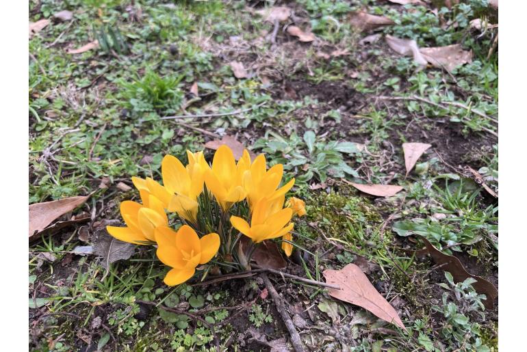 Crocus chrysanthus -7136