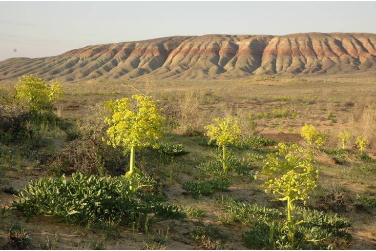 Ferula assa-foetida -7146