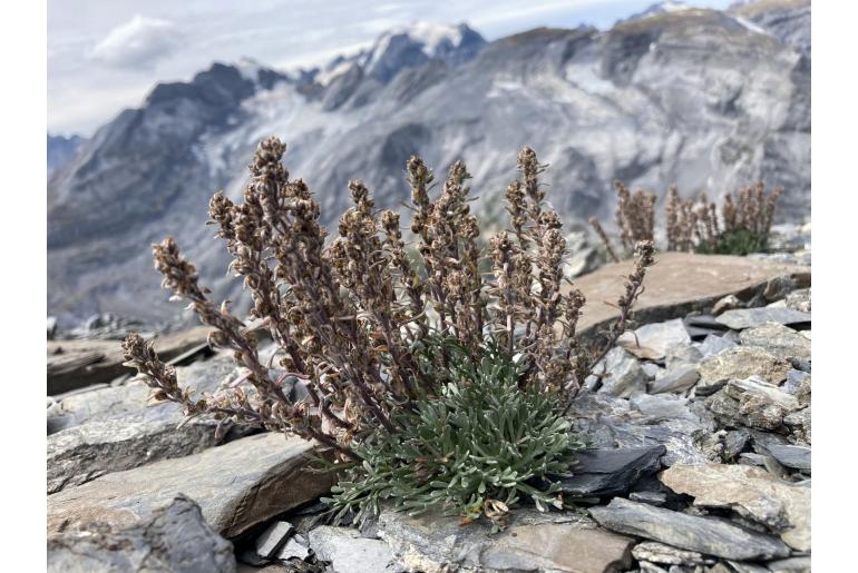 Artemisia genipi -7166