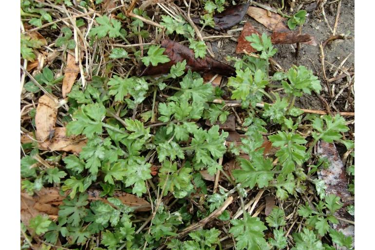 Artemisia vulgaris -7167