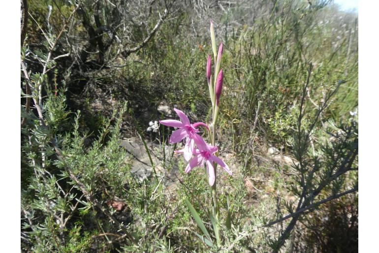 Watsonia strictiflora -7180