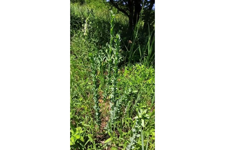 Bupleurum rotundifolium -7185