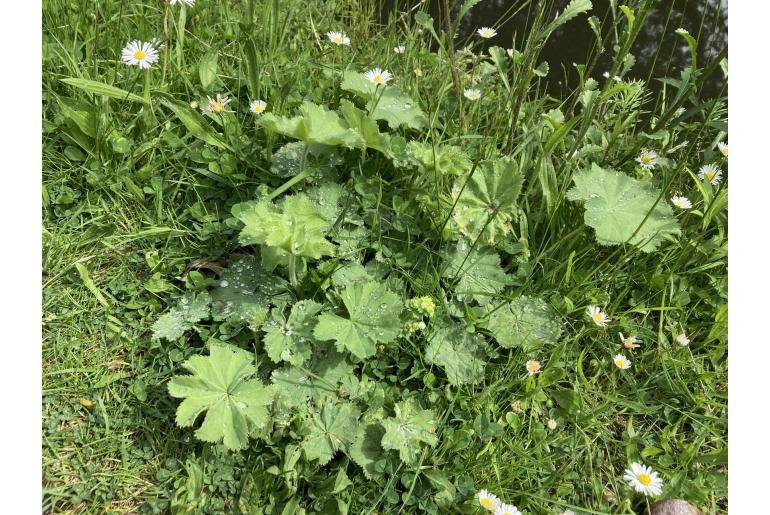 Alchemilla vulgaris -7188