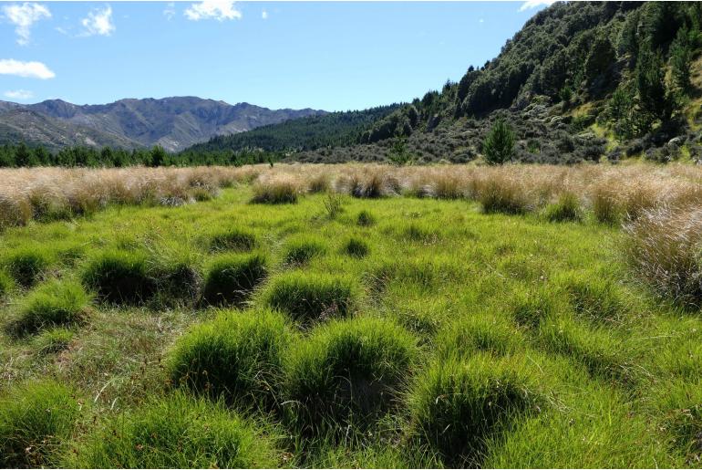 Carex leporina -7202