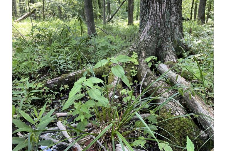 Carex pseudocyperus -7204