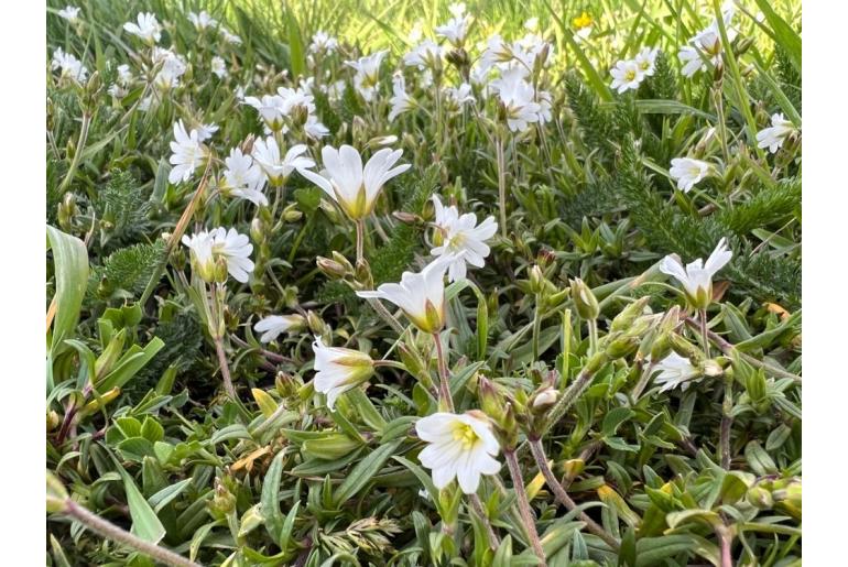 Cerastium arvense -7219