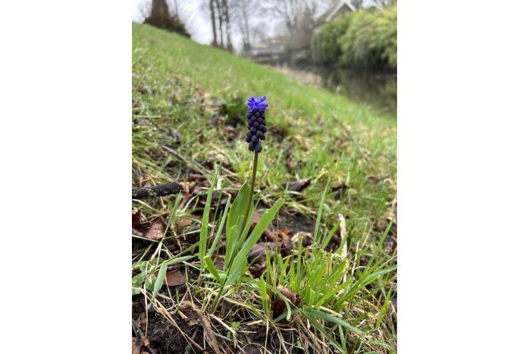 Muscari latifolium -7226