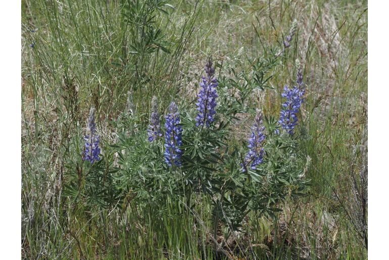 Lupinus sericeus -7229