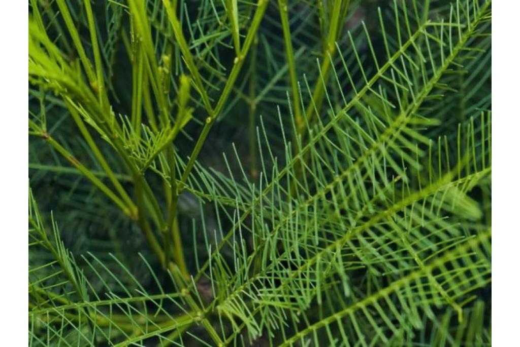 Dangar bergen acacia