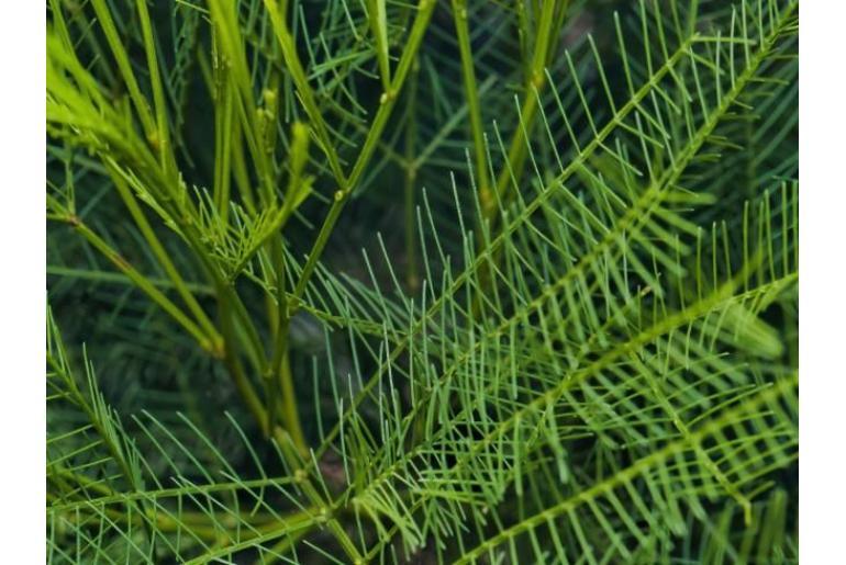 Acacia dangarensis -7231