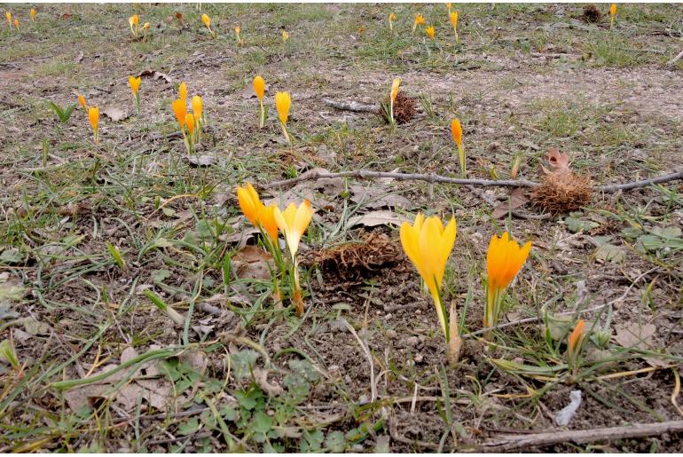 Crocus flavus -7244