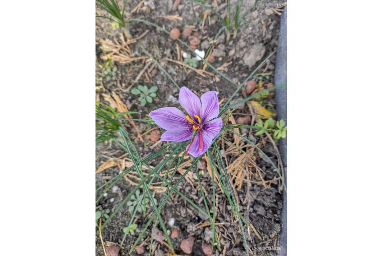 Crocus sativus -7245