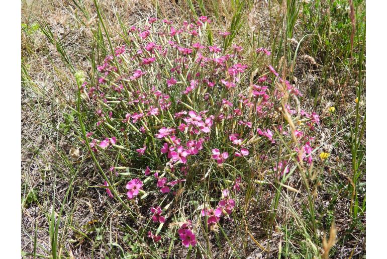 Dianthus sylvestris -7249