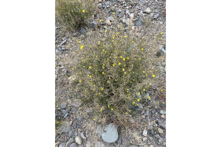 Diplotaxis tenuifolia -7254