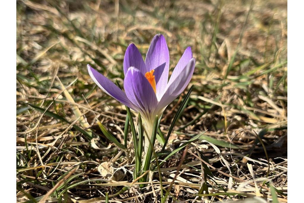 Verschillende kleuren Krokus