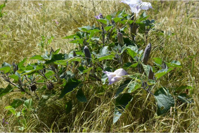 Datura wrightii -7268