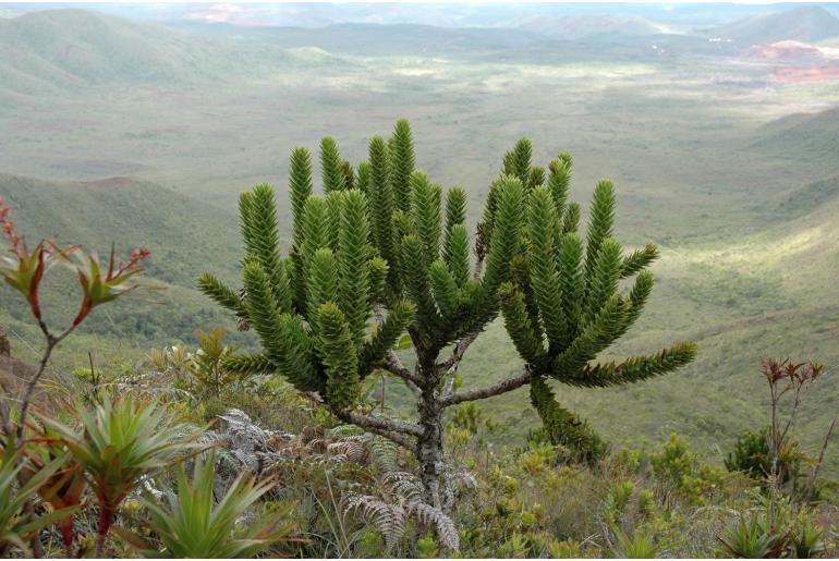 Araucaria muelleri -7271