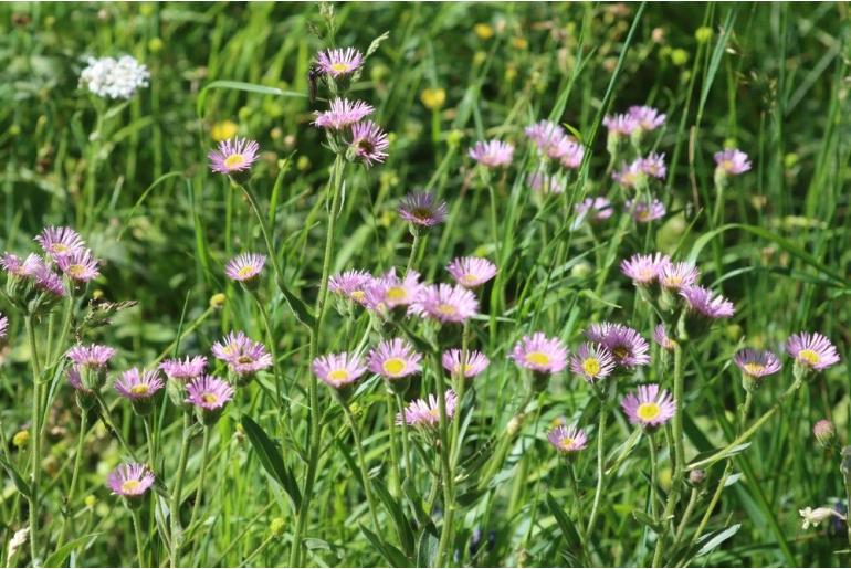 Erigeron alpinus -7282