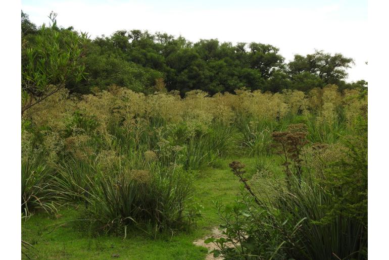 Eryngium pandanifolium -7285