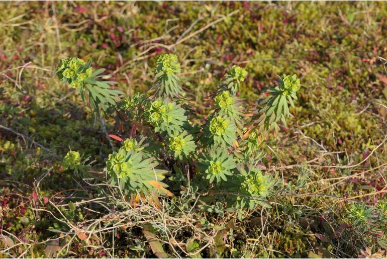 Euphorbia portlandica -7290