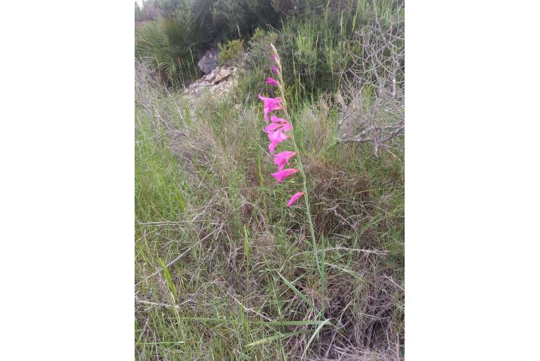 Gladiolus communis -7299