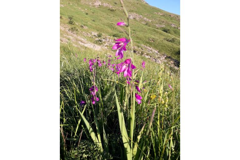 Gladiolus palustris -7300