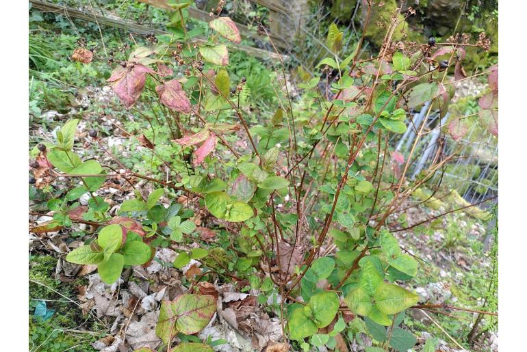 Hypericum androsaemum -7309