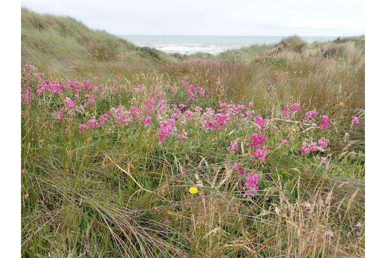 Lathyrus latifolius -7334