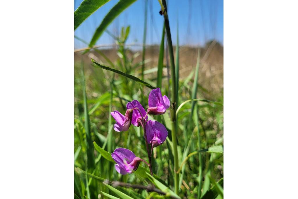 Moeraslathyrus